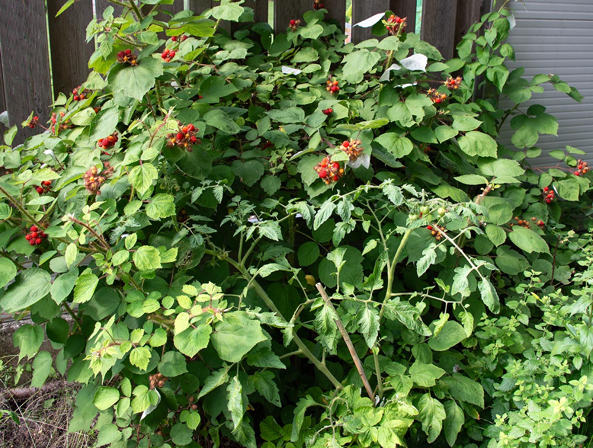 Habitus